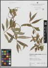 Foto von Salix alba L.